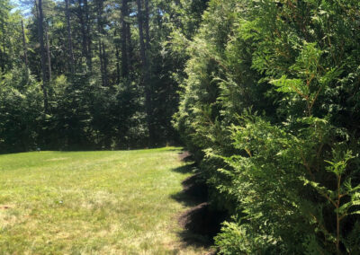 Tree Planting in Bolton, Massachusetts