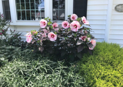 Greenleaf's Garden Design returned to check on this garden in Nashua, NH that was planted last year. The Hibiscus are delighful!!!