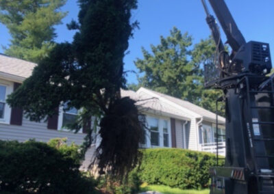 After numerous years of pruning these Yews, our Tyngsboro, MA client said adios. The crew from Greenleaf’s Garden Design along with the log truck pulled the five 5 foot wide and tall yews out in 30 minutes. Two days later we replanted with 10 spreading yews.