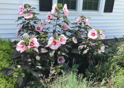 Greenleaf's Garden Design returned to check on this garden in Nashua, NH that was planted last year. The Hibiscus are delighful!!!