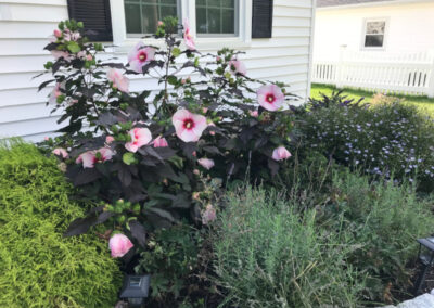 Greenleaf's Garden Design returned to check on this garden in Nashua, NH that was planted last year. The Hibiscus are delighful!!!