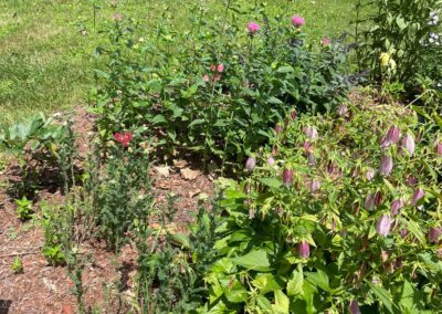 VIBRANT GARDEN IN TOPSFIELD, MA