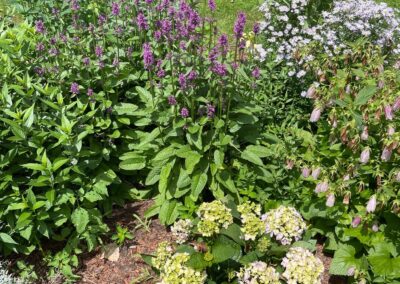 VIBRANT GARDEN IN TOPSFIELD, MA