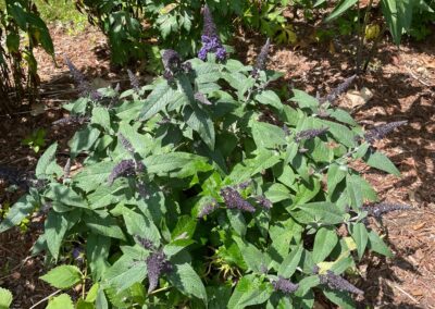 VIBRANT GARDEN IN TOPSFIELD, MA