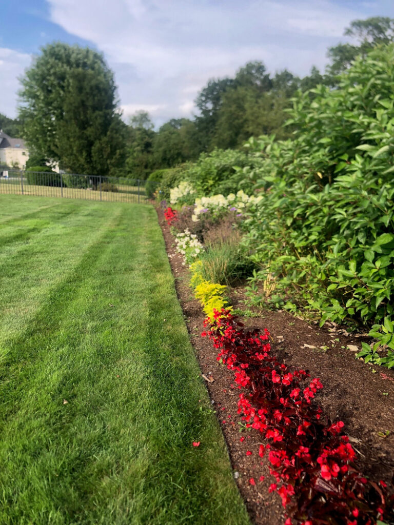 Annual Gardens in Westford, MA - Year 2 Progress Report Care by Greenleaf's Garden Design Growth and Health: The garden showcases thriving annuals, including lush hydrangeas and vibrant phlox, with coleus adding striking variegated foliage. Consistent care has supported robust growth and abundant blooms.