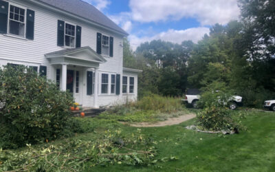 Shrub Pruning in Chelmsford, MA.