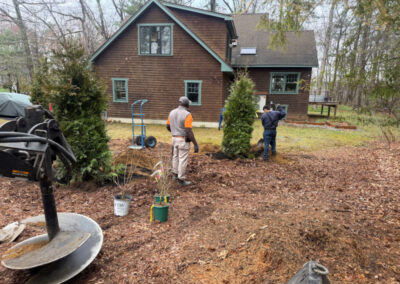 🌿 Shrub Installation in Concord, MA