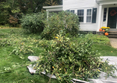 For this pruning job in Chelmsford, MA, Greenleaf’s Garden Design pruned rhododendrons, lilacs, and quince. The job needed one person and took 2 hours. Our client was thrilled!