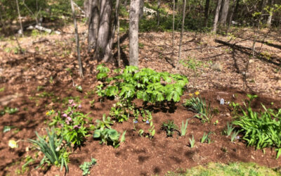 Garden Design and Garden Installation in Townsend, MA.