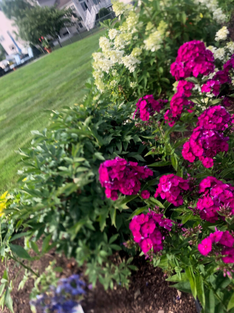 Annual Gardens in Westford, MA - Year 2 Progress Report Care by Greenleaf's Garden Design Growth and Health: The garden showcases thriving annuals, including lush hydrangeas and vibrant phlox, with coleus adding striking variegated foliage. Consistent care has supported robust growth and abundant blooms.