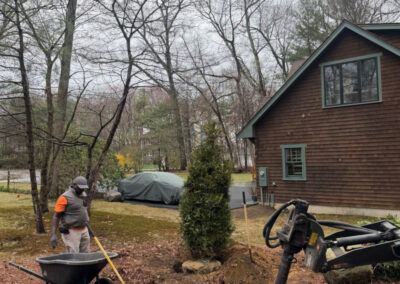 🌿 Shrub Installation in Concord, MA