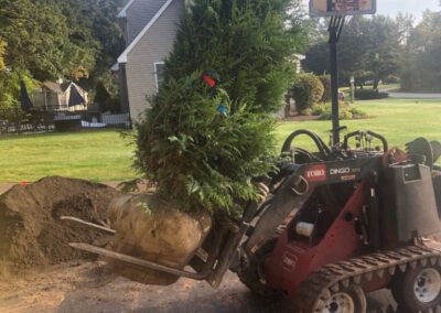 Tree and Shrub Planting in Litchfield, NH