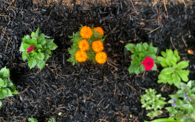 Garden Design and Garden Installation in Nashua, NH.