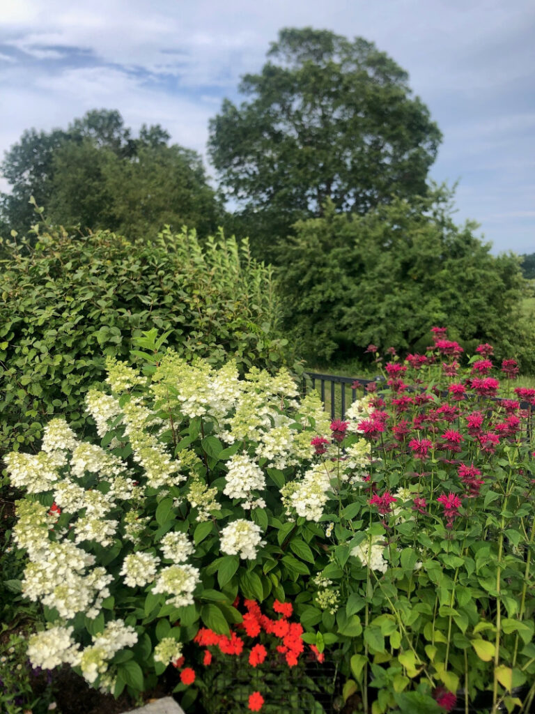 Annual Gardens in Westford, MA - Year 2 Progress Report Care by Greenleaf's Garden Design Growth and Health: The garden showcases thriving annuals, including lush hydrangeas and vibrant phlox, with coleus adding striking variegated foliage. Consistent care has supported robust growth and abundant blooms.