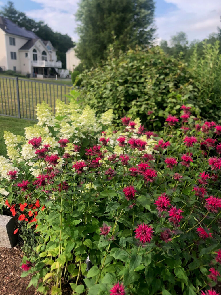 Annual Gardens in Westford, MA - Year 2 Progress Report Care by Greenleaf's Garden Design Growth and Health: The garden showcases thriving annuals, including lush hydrangeas and vibrant phlox, with coleus adding striking variegated foliage. Consistent care has supported robust growth and abundant blooms.