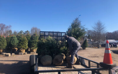 Shrub Planting in Nashua, NH.