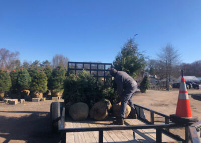 Shrub Planting in Nashua, NH.