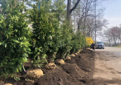 Shrub Planting in Nashua, NH.