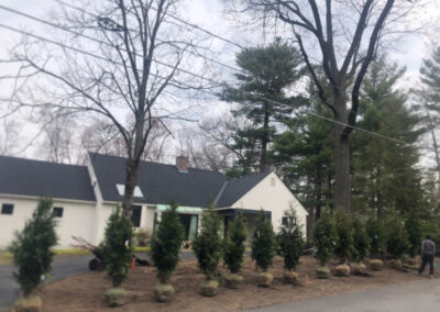 Shrub Planting in Nashua, NH.