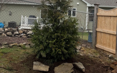 🌿 Shrub Installation in Nashua, NH