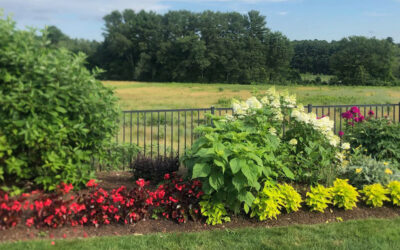 Annual Gardens in Westford, MA – Year 2 Progress Report