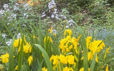Early Summer in the Gardens of Greenleaf’s Garden Design