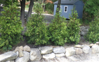 Evergreen Privacy Screen Installation in Westford, MA