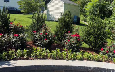 Two Months In & Already Blooming! | Hudson, NH