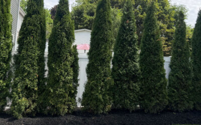 Instant Privacy! Arborvitae Installation in North Andover, MA