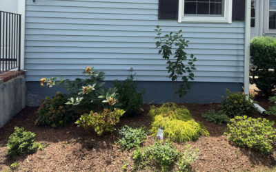 Garden Maintenance and Installation in Lowell, MA