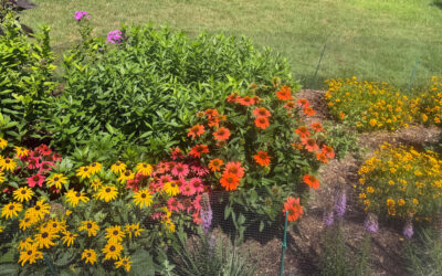 🌸 Garden Progress Report in Andover, MA