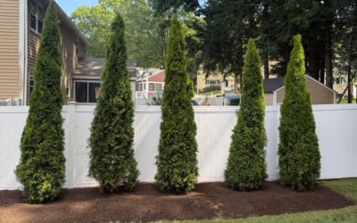 Shrub Planting & Installation in Nashua, NH