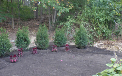 Shrub and Garden Installation in Pelham, NH.