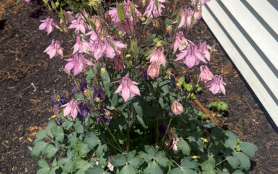 🌿 Garden Maintenance in Chelmsford, MA