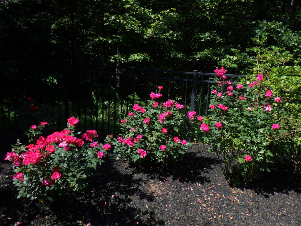 Greenleaf's Garden Design Amherst, NH 2025 1 (7)
