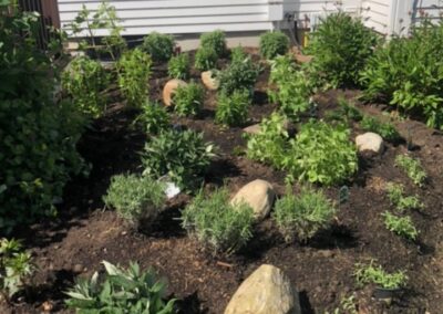 Purples in Amherst, NH