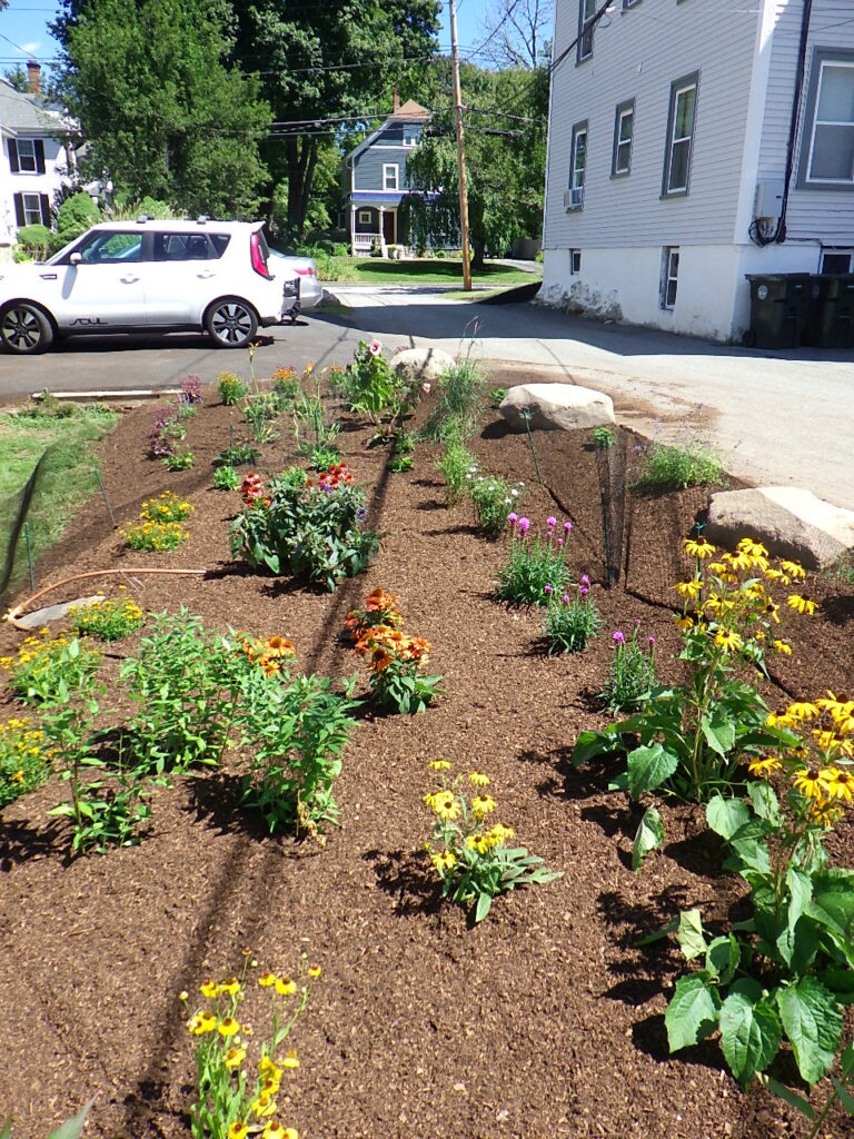 Revival Garden Transformation in Andover, MA