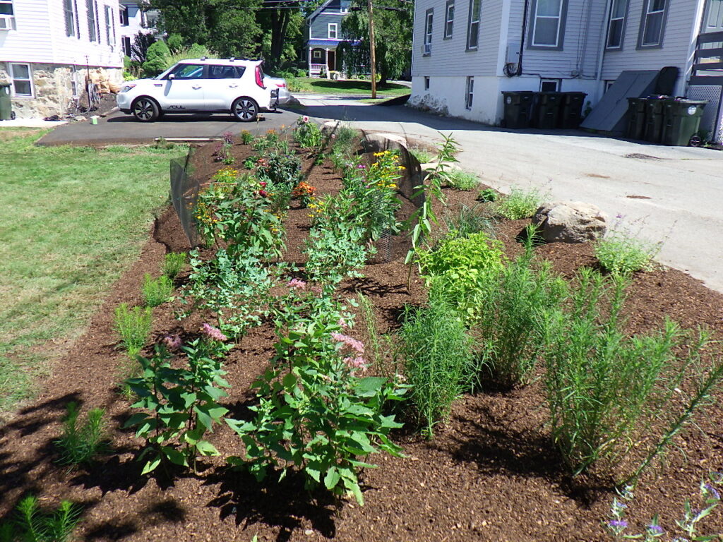 Revival Garden Transformation in Andover, MA