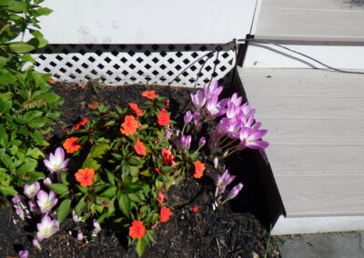 Greenleaf's Garden Design, Annuals, Nashua, NH (4)