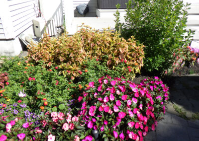 Greenleaf's Garden Design, Annuals, Nashua, NH (5)