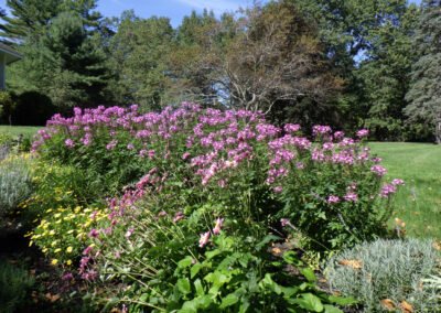 Greenleaf's Garden Design, Annuals, Nashua, NH (8)