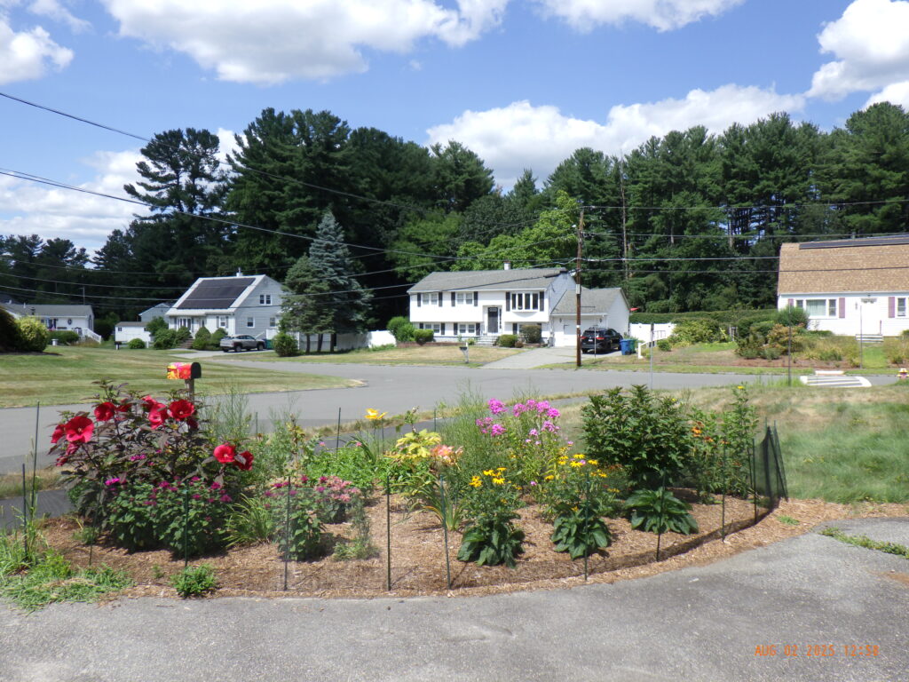 Bunny-Free Zone Transformation in Billerica, MA Progress Report
