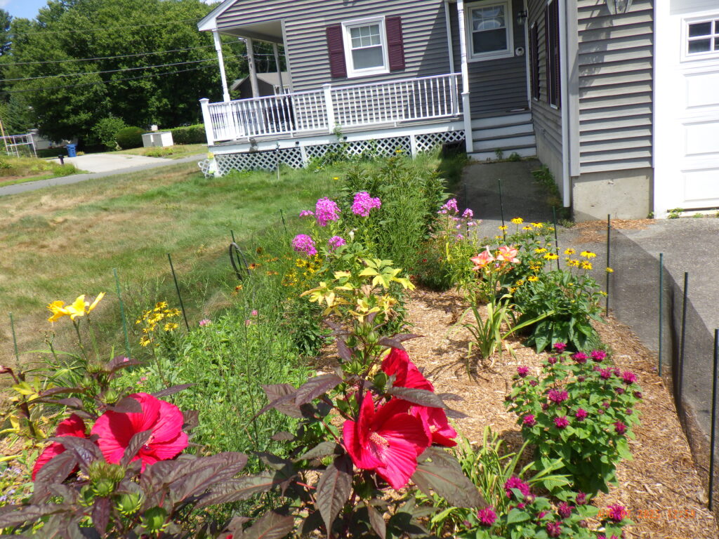 Bunny-Free Zone Transformation in Billerica, MA Progress Report