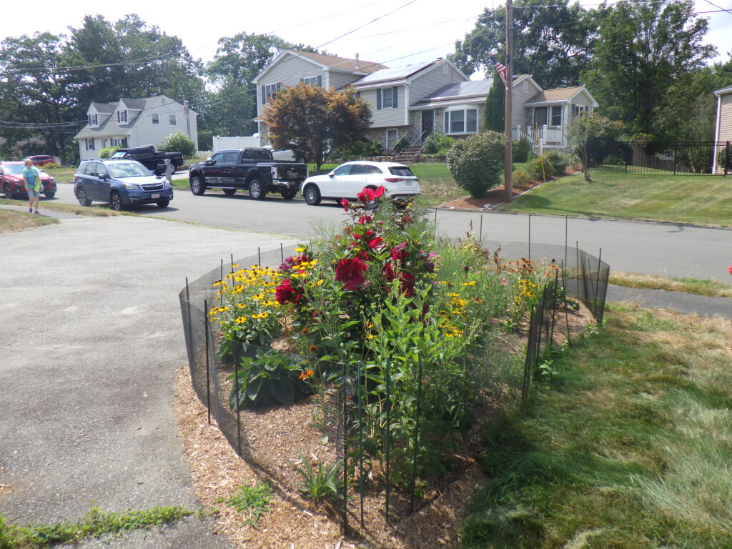 Bunny-Free Zone Transformation in Billerica, MA Progress Report