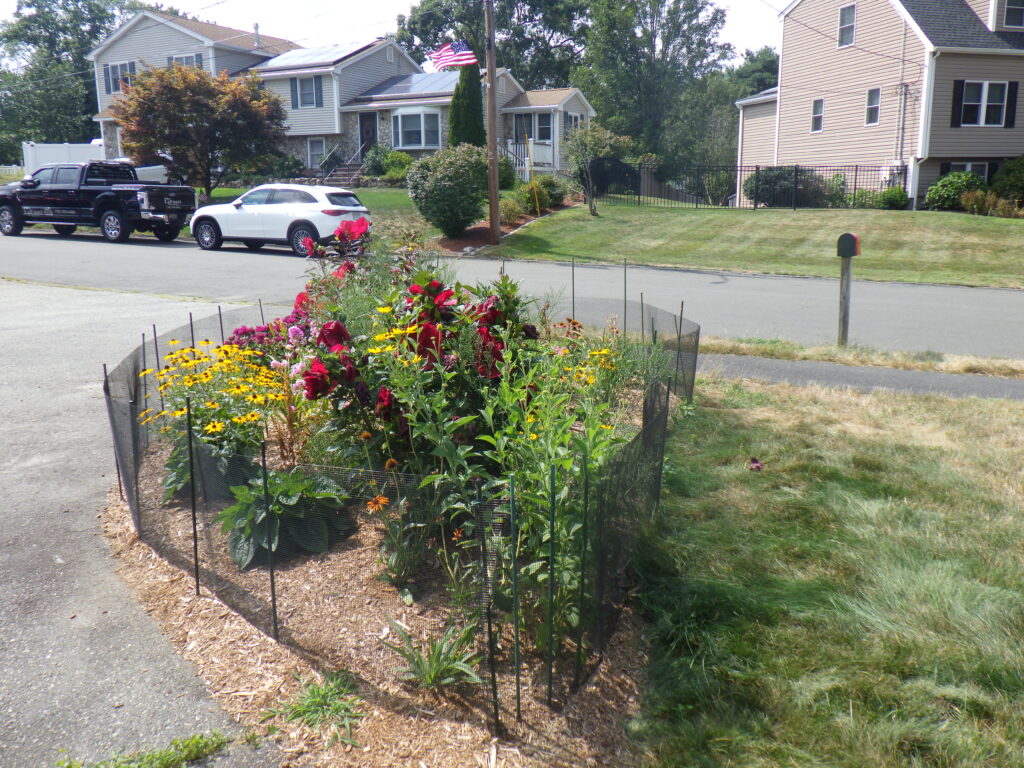 Bunny-Free Zone Transformation in Billerica, MA Progress Report
