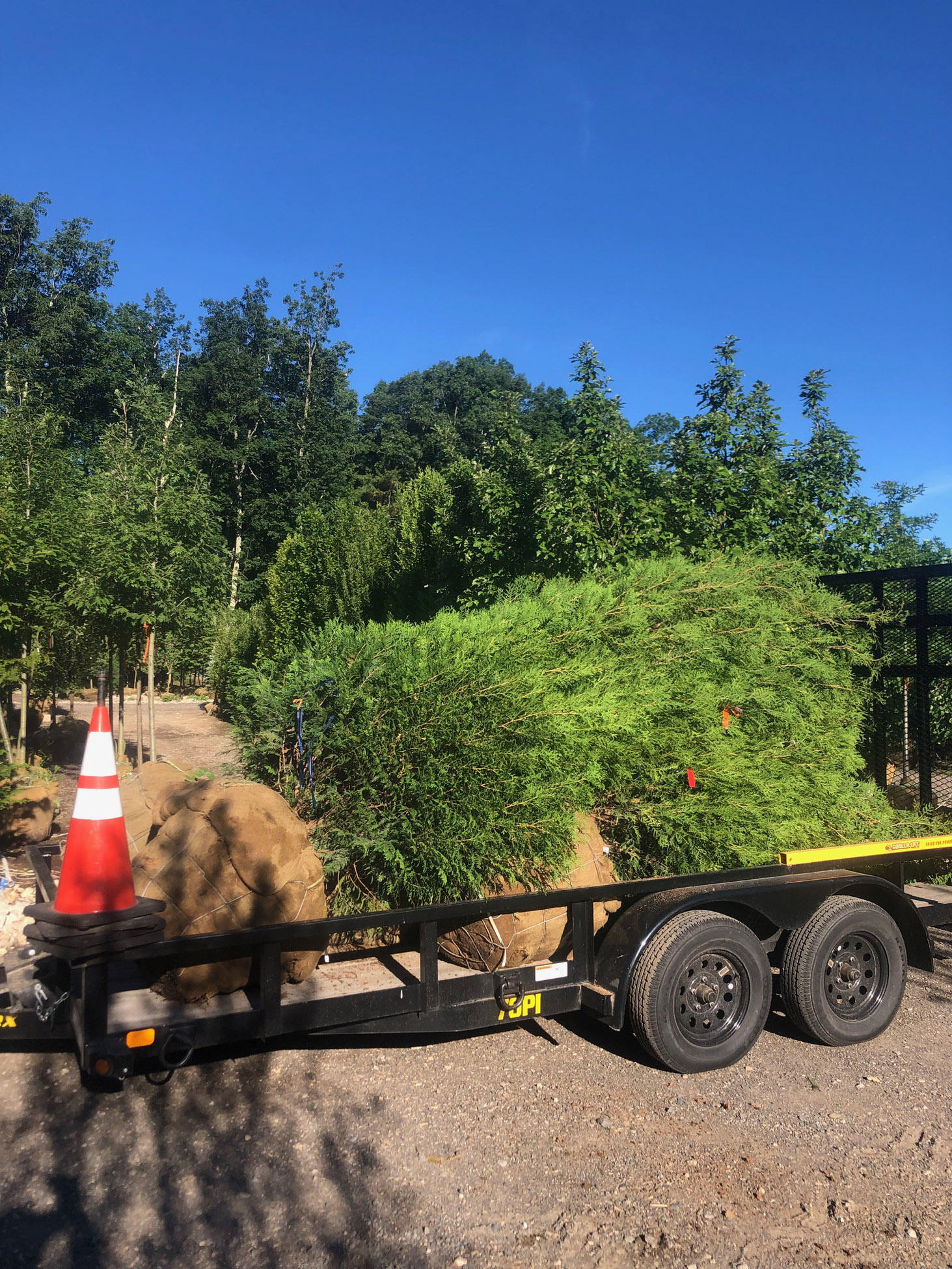 Tree Planting with Greenleaf's Garden Design