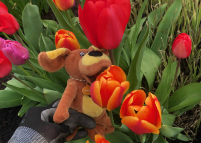 Spring Color Garden in Conway