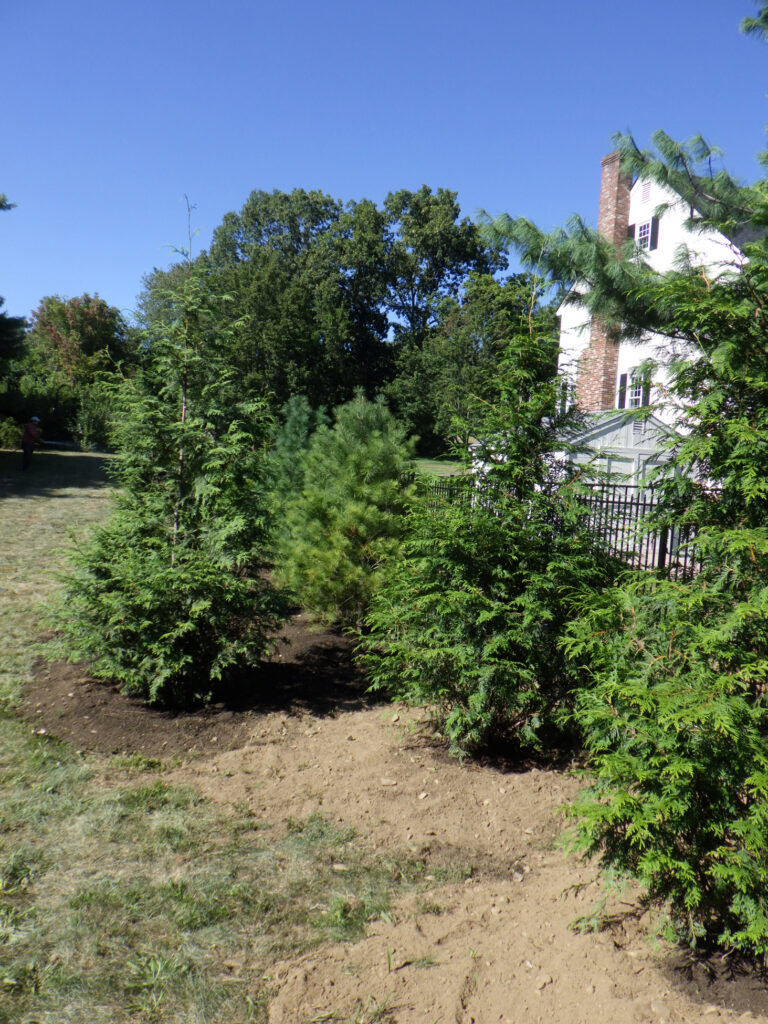 Garden design in Groton, MA. Transplantation of 17 beautiful Arborvitae