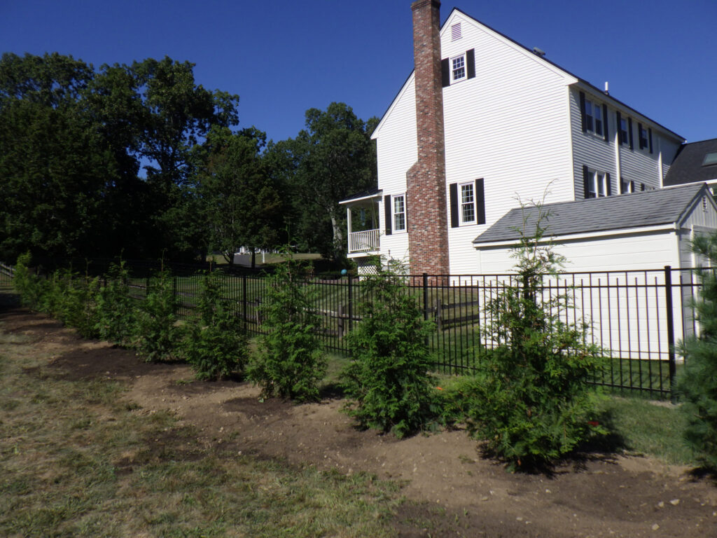 Garden design in Groton, MA. Planting of 17 beautiful Arborvitae