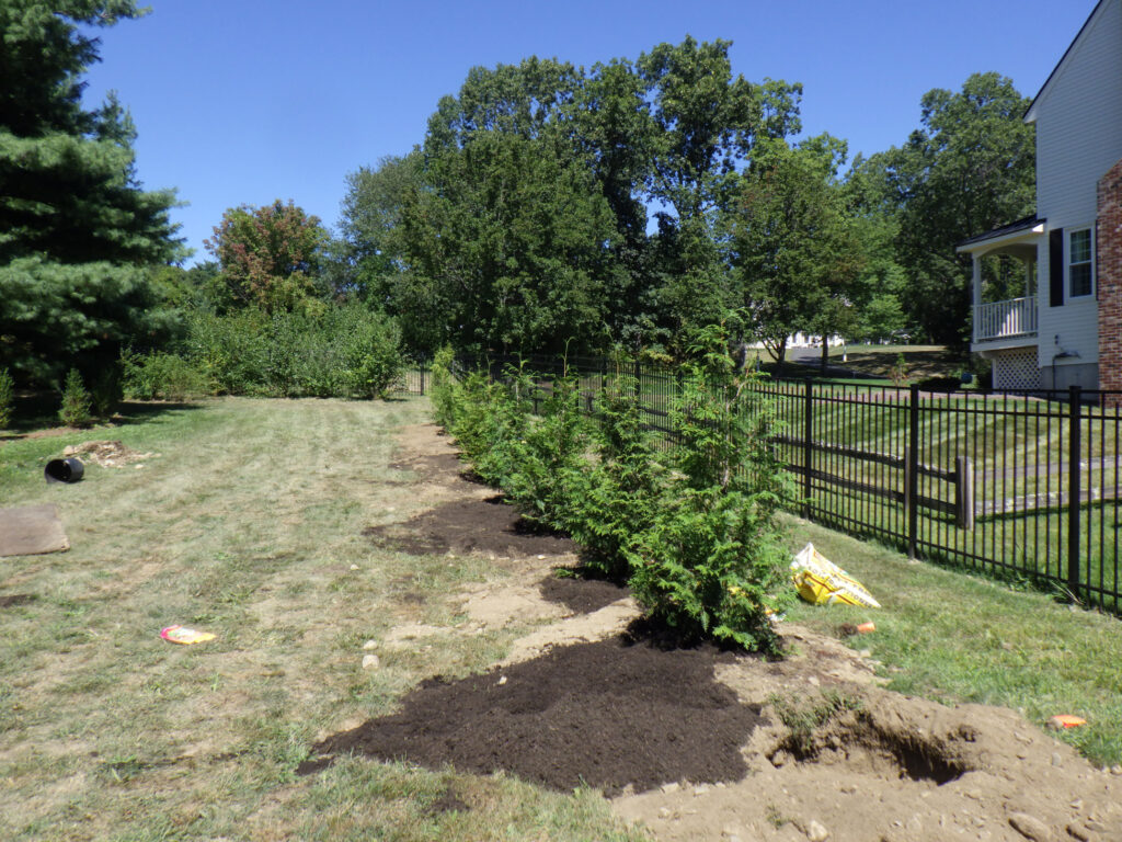 Garden design in Groton, MA. Transplantation of 17 beautiful Arborvitae